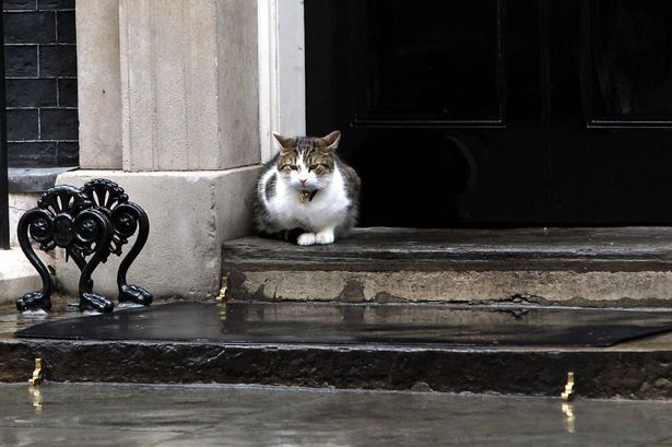 David Cameron abandonará a su gato al dejar Downing Street