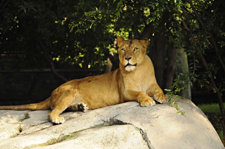 Muere leona del Zoológico de Chapultepec