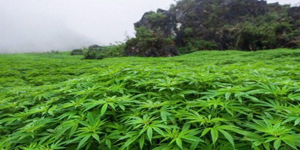 Destruyen más de tres toneladas de mariguana en Sinaloa Destruyen más de tres toneladas de mariguana en Sinaloa