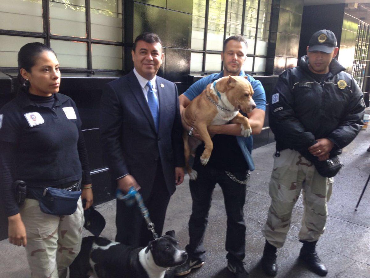 Castigarán peleas de perros en la Ciudad de México