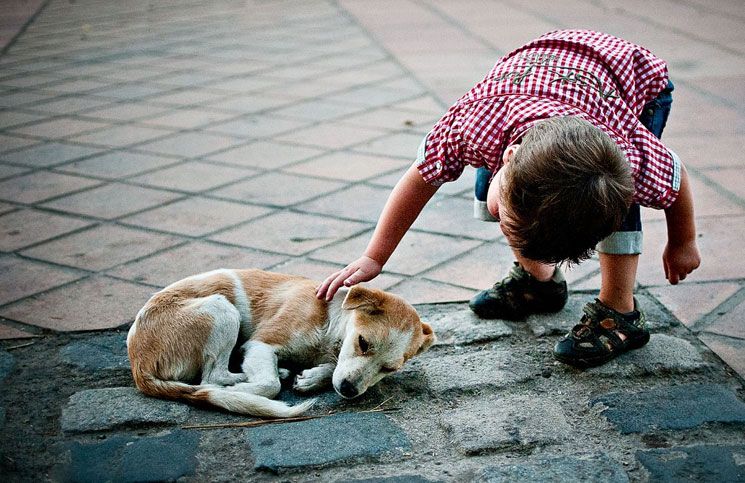 Holanda, primer país del mundo sin perros callejeros Holanda, primer país del mundo sin perros callejeros