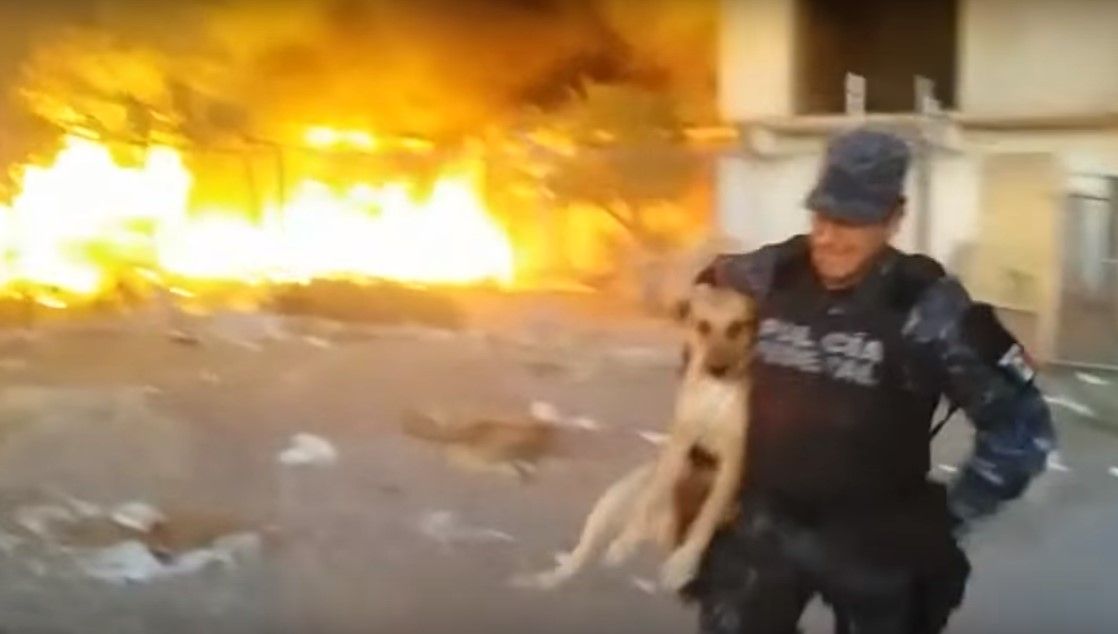 Video: policía federal rescata a perro de un incendio