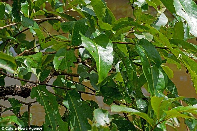 ¿Dónde está la rana? - Rana-hojas