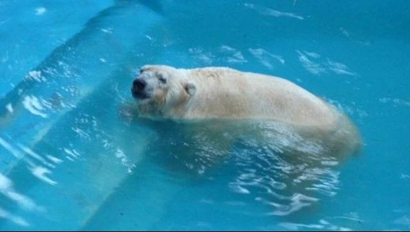 Muere Arturo el último oso polar de Argentina - Screenshot_10-1