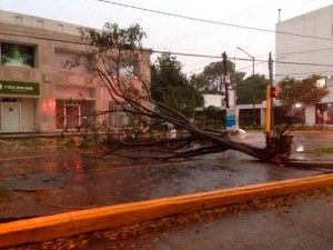 Se inunda León por fuertes lluvias - arbol-derribado