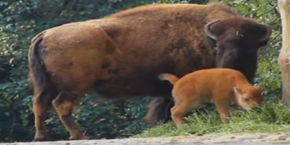 Muere bisonte en Zoológico de Chapultepec