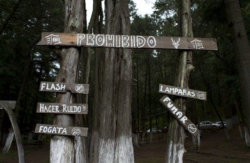 Espectáculo de luciérnagas salva bosque de México - bosque-luciernagas-2