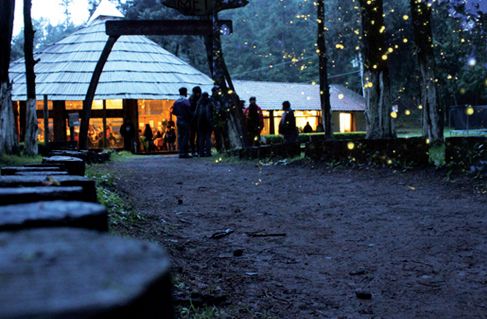 Espectáculo de luciérnagas salva bosque de México