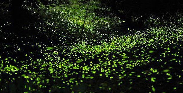 Espectáculo de luciérnagas salva bosque de México - bosque-luciernagas-4