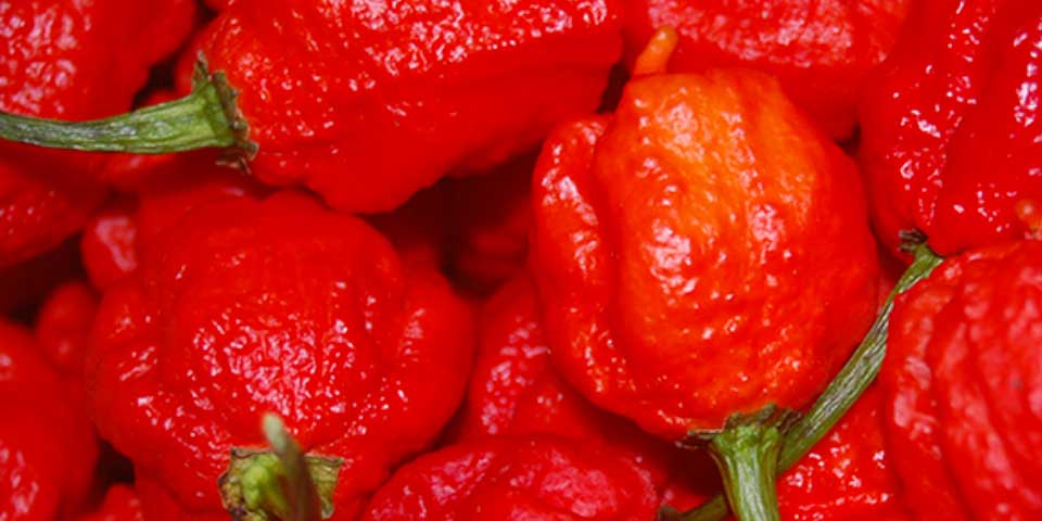 Este es el chile más picante del mundo Este es el chile más picante del mundo
