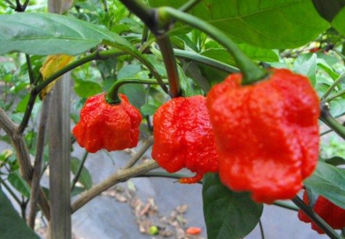 Este es el chile más picante del mundo - california-reaper