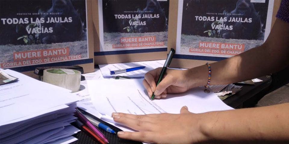 Consultan cierre de Zoológico de Chapultepec por muerte de Bantú