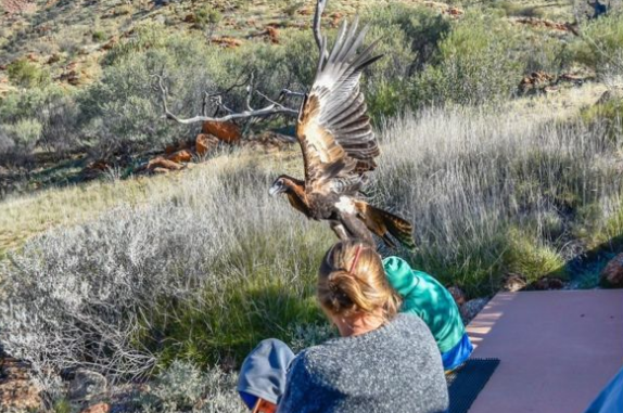 Águila intenta llevarse a un niño en Australia - eagle-2