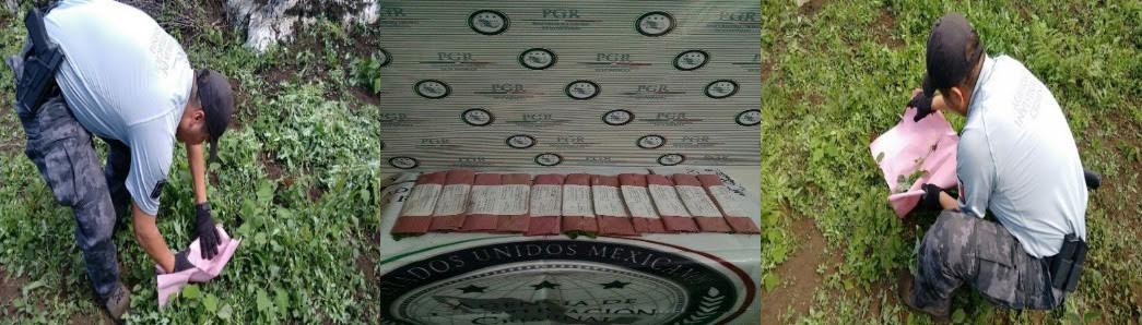 PGR asegura once plantíos de amapola en Chiapas PGR asegura once plantíos de amapola en Chiapas