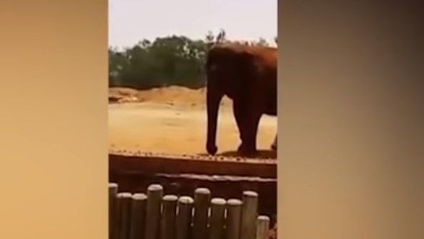 Video: elefanta mata a niña al aventarle una roca