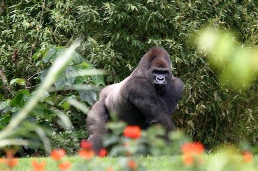 Zoológicos de la Ciudad de México no adquirirán un animal más: Tanya Müller - gorila-bantu-1