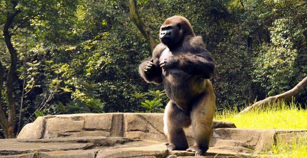 Llaman a comparecer a secretaria de Medio Ambiente de la Ciudad de México - gorila-bantu-e1467918394538-1024x530