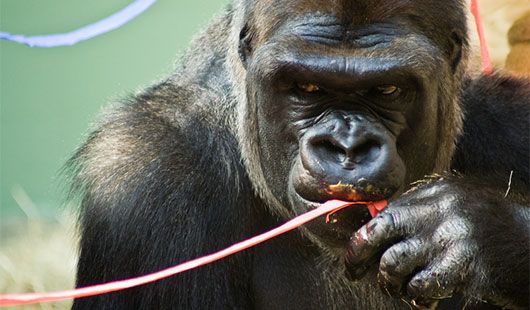 Profepa investiga en Chapultepec la muerte del gorila Bantú