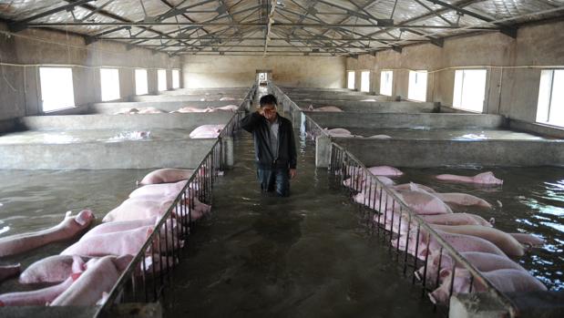 Granjero se despide llorando de sus 6 mil cerdos