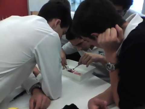 Invención mexicana para disminuir el sufrimiento en los ratones de laboratorio - hqdefault-1