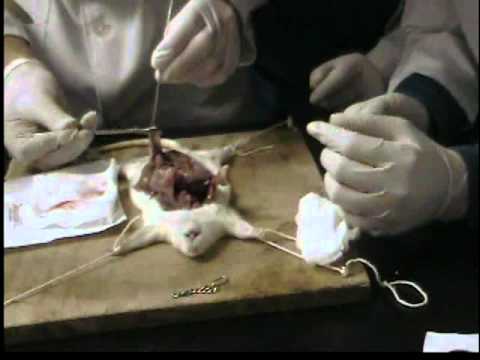 Invención mexicana para disminuir el sufrimiento en los ratones de laboratorio - hqdefault