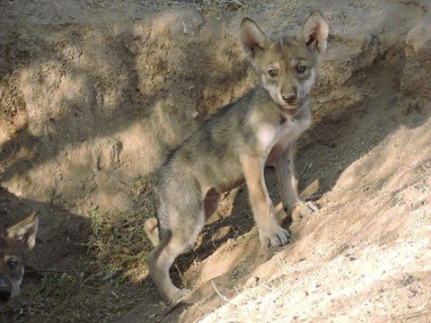 Presentan crías de lobos grises mexicanos nacidos en cautiverio - lobos-1