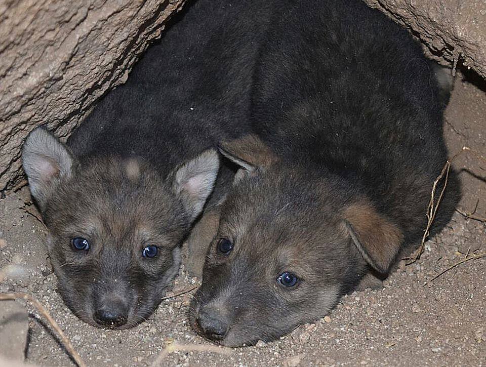 Presentan crías de lobos grises mexicanos nacidos en cautiverio