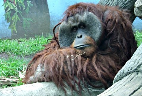 Marielena Hoyo habla de las muertes en el zoológico que ella dirigió por 15 años - orangutan_Jambi-orangutan_Chapultepec-zoologico_Chapultepec_MILIMA20150724_0137_30