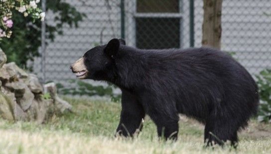 Policía persigue un oso en New Hampshire