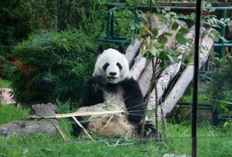 Zoológicos de la Ciudad de México no adquirirán un animal más: Tanya Müller - oso_panda_Chaputlepec-animales_Chapultepec-zoologicos_CdMx_MILIMA20160715_0218_30