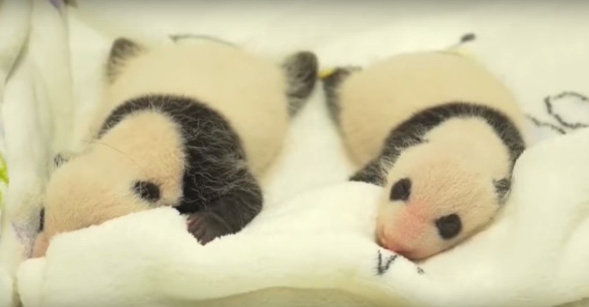 Video: primer mes de vida de los nuevos pandas en Macao