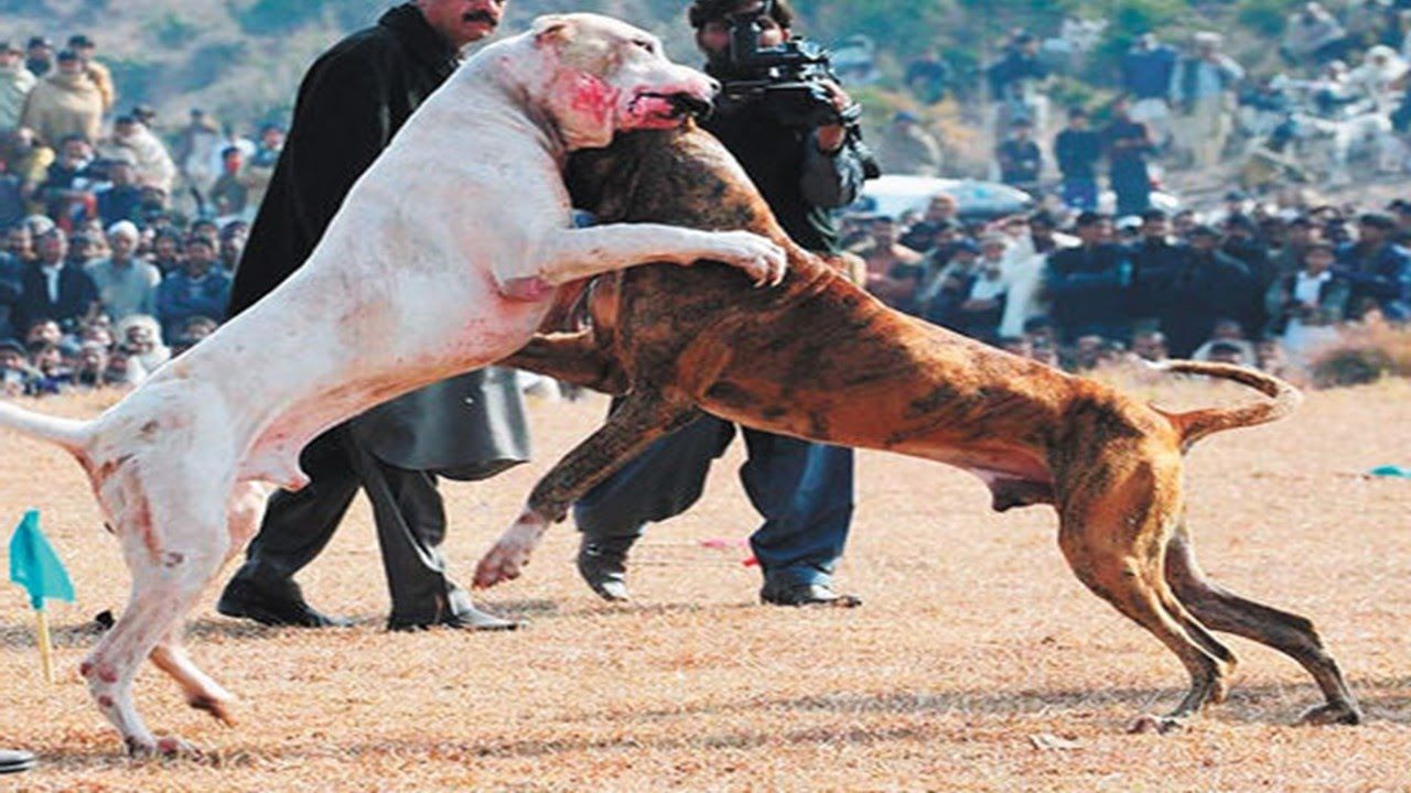 Hasta cinco años de prisión para organizadores de peleas de perros