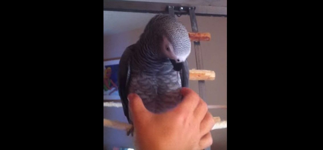 Viral: perico que suena igual a juguete al apachurrarlo