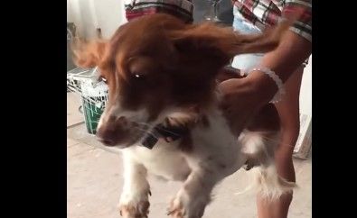 Video: perro cree que está surcando el viento