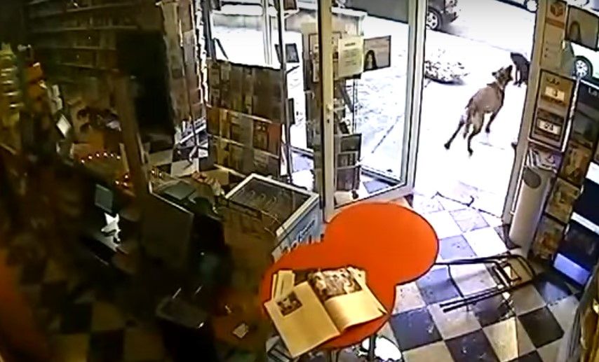 Video: perro frustra asalto a una tienda Video: perro frustra asalto a una tienda