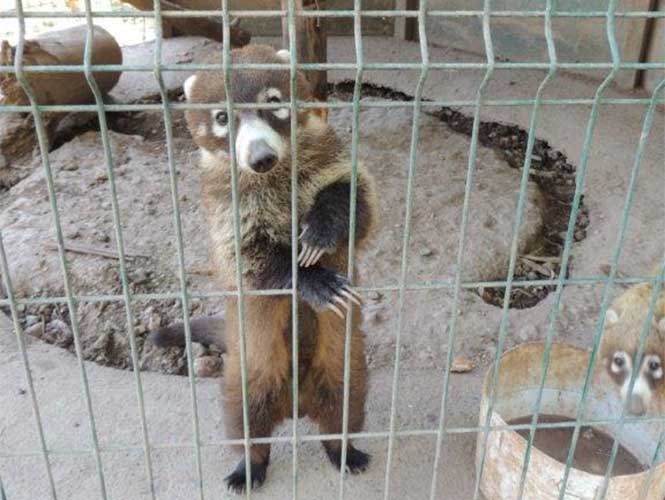 PROFEPA detecta maltrato animal en 6 de cada 10 zoológicos - profepa-2