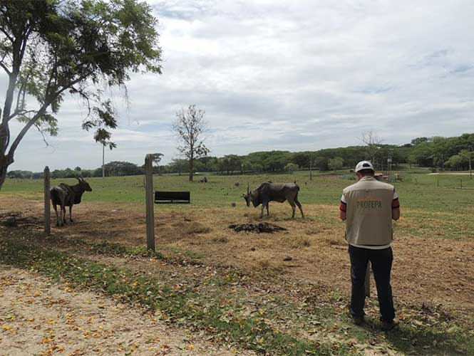 PROFEPA detecta maltrato animal en 6 de cada 10 zoológicos - profepa-3