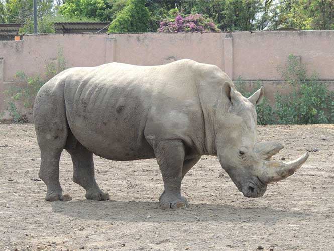 PROFEPA detecta maltrato animal en 6 de cada 10 zoológicos - profepa-4