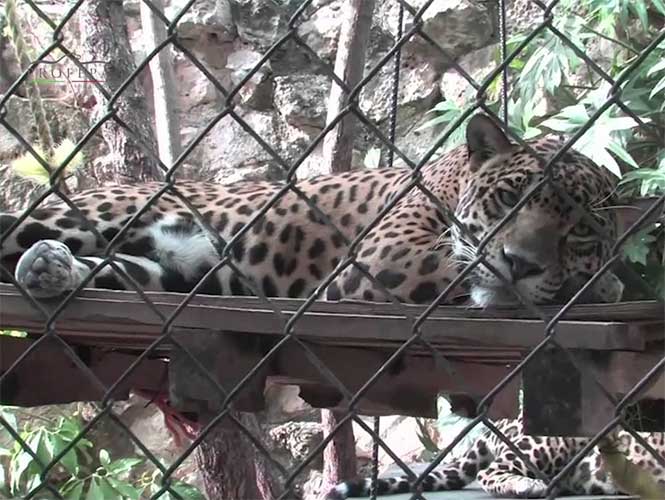 PROFEPA detecta maltrato animal en 6 de cada 10 zoológicos PROFEPA detecta maltrato animal en 6 de cada 10 zoológicos