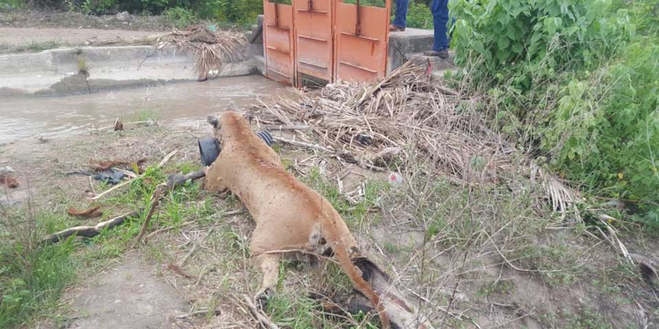 Encuentran puma muerto en Colima