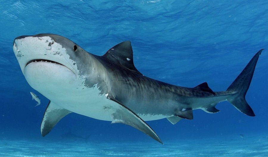 Video: retiran anzuelo a tiburón y lo devuelven al mar