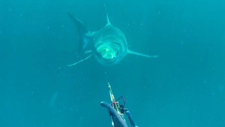 Buzo golpea a tiburón blanco para salvar su vida en Australia