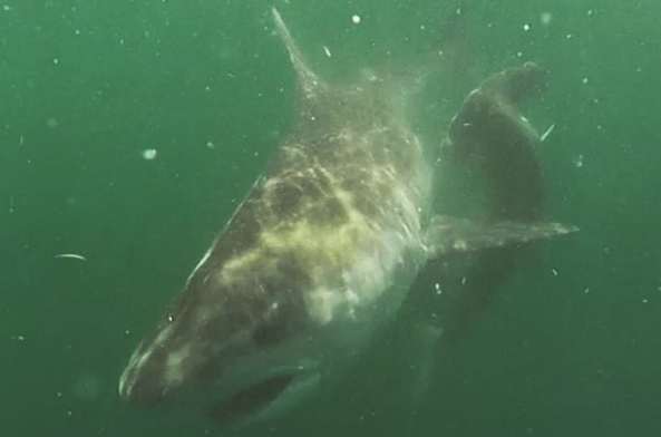 Video: pelea de tiburones en Louisiana Video: pelea de tiburones en Louisiana