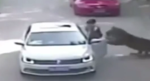 Muere mujer por ataque de tigres en safari de Beijing