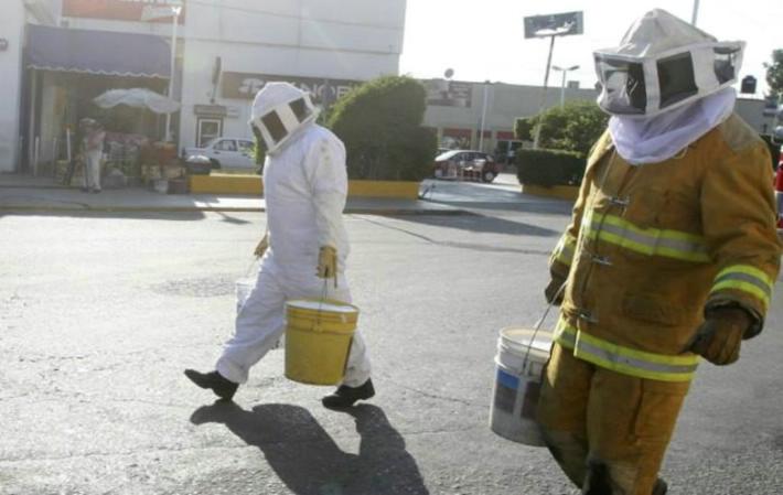 Abejas pican a 20 personas en Acapulco