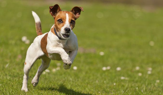 Video: perro se emociona con gol de su equipo