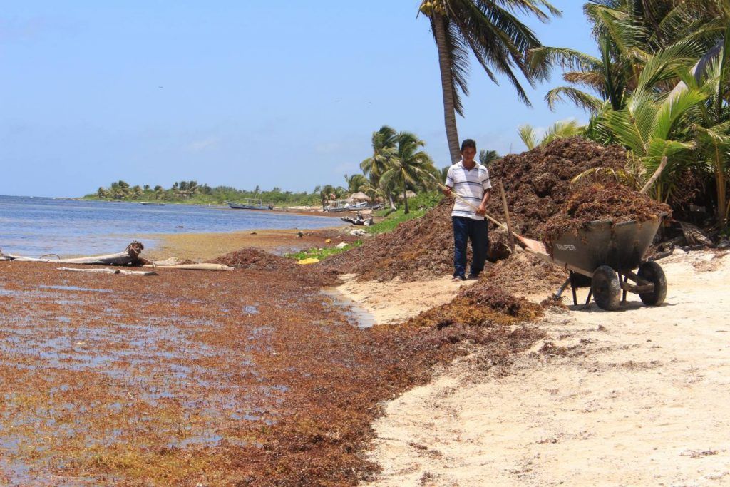Más de mil metros cúbicos de sargazo invadieron Cancún - 180715a61a6fab1-1024x683