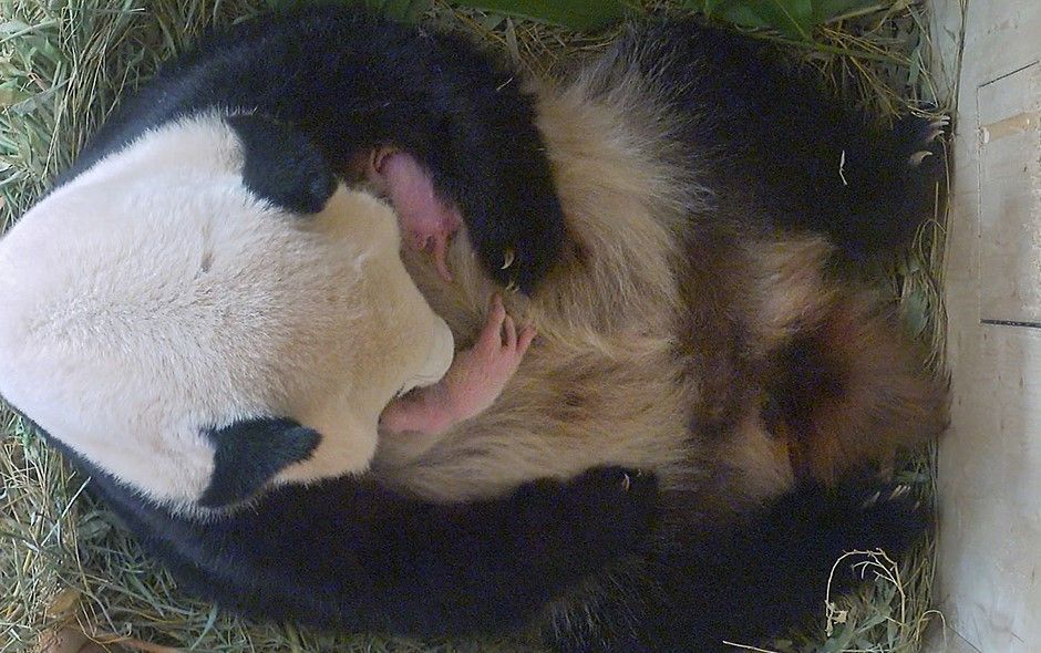 Panda tiene mellizos en zoológico de Viena - 37806_10200_238524911