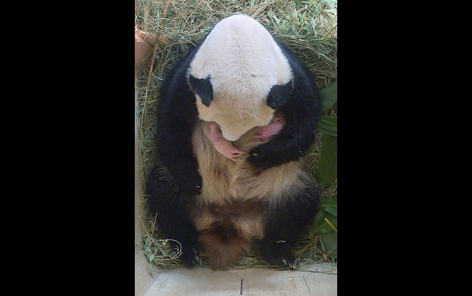 Panda tiene mellizos en zoológico de Viena - 37806_12846_44883443