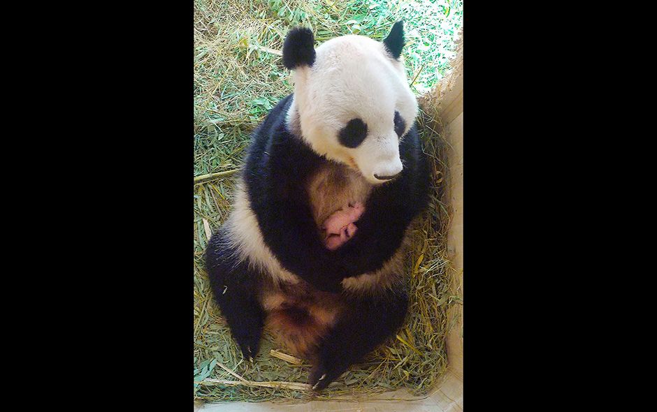 Panda tiene mellizos en zoológico de Viena - 37806_20015_308432435